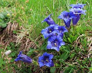 Al Rifugio Capanna 2000 da Alpe Arera ad anello-1GIUGNO25: splendide fioriture !- FOTOGALLERY